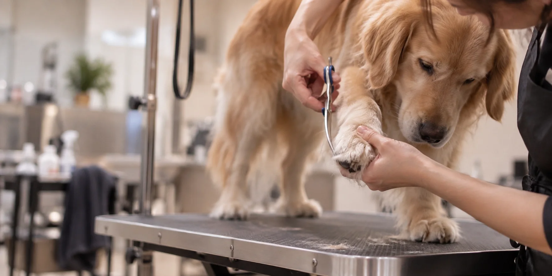 Groomer trimming a golden retriever's paw on the table